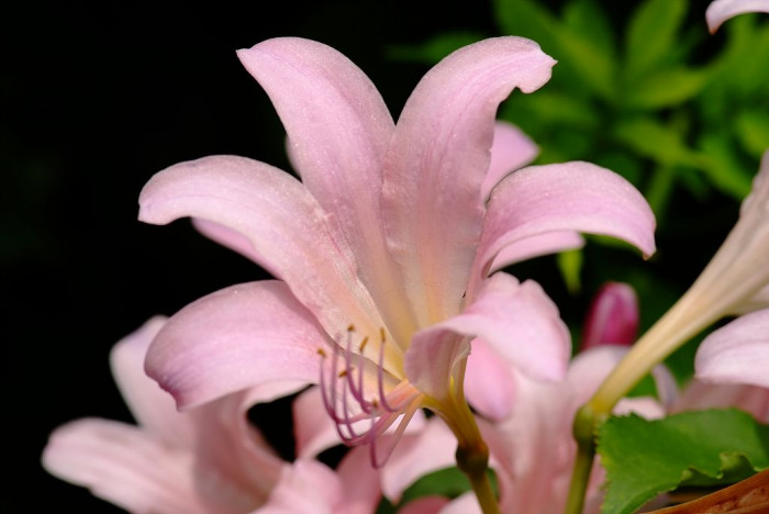 상사화 - Lycoris squamigera Max. 