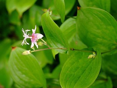 뻐국나리 사진 - Tricyrtis dilatata Photos