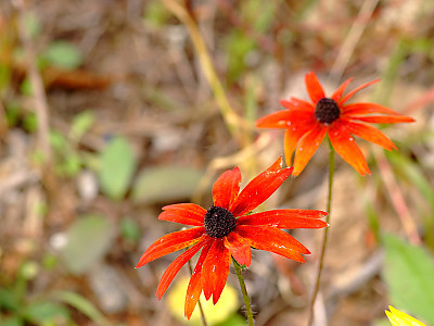 천인국 사진 - Gaillardia pulchella Foug. Photos