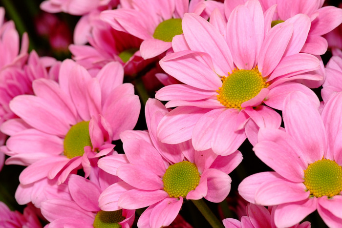 국화 - florist