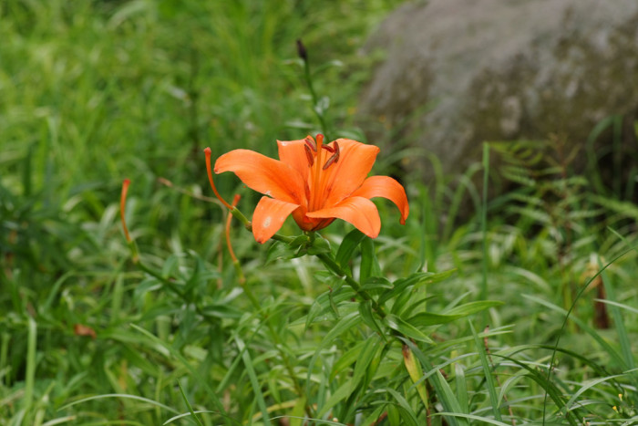 백합 - Lily, Lilium longiflorum Thunb.