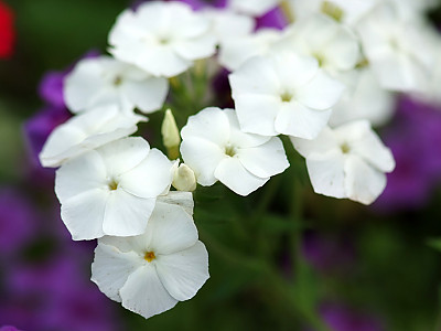풀협죽도 사진 - Phlox paniculata Photos