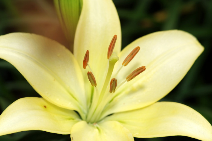 백합 - Lily, Lilium longiflorum Thunb.