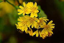 이고들빼기 - Crepidiastrum denticulatum (Houtt.) Pak & Kawano