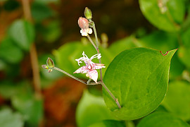 뻐국나리 - Tricyrtis dilatata