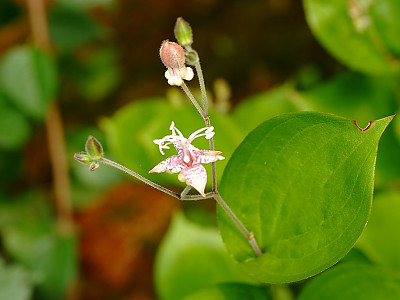 뻐국나리 사진 - Tricyrtis dilatata Photos