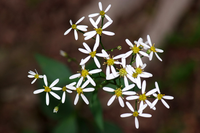 바위떡풀 - Saxifraga fortunei var. incisolobata (Engl. & Irmsch.) Nakai