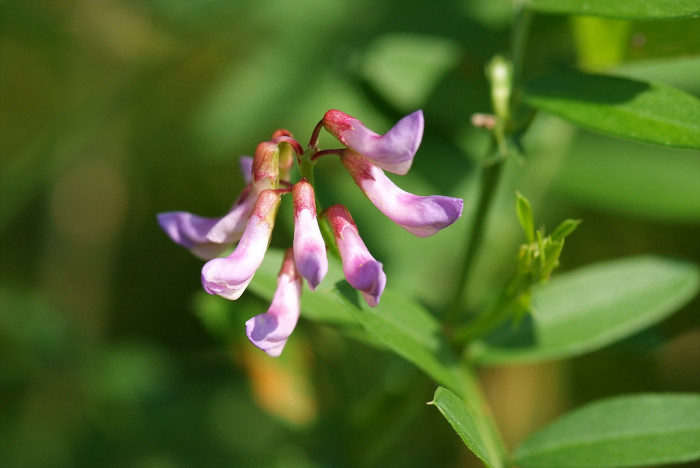 갈퀴나물 - Vicia amoena