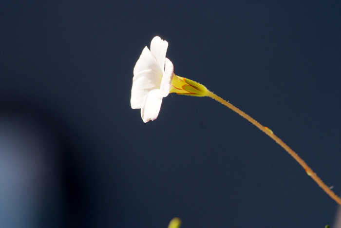 바람개비사랑초 - Oxalis, Wood Sorrel, Oxalis versicolor
