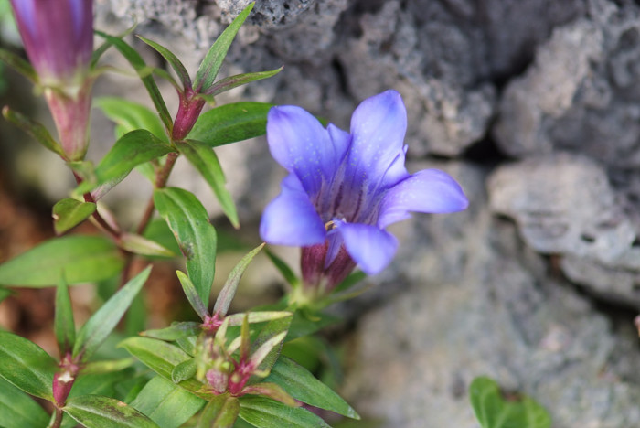 용담 - Gentiana scabra Bunge for. scabra
