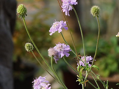 솔체꽃 사진 - Scabiosa mansenensis Nakai for alpina Nakai Photos