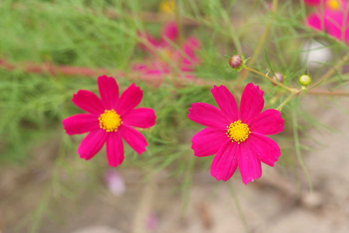 코스모스 - Browallia speciosa, Cosmos bipinnatus