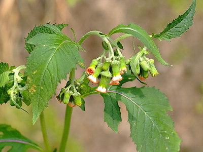 주홍서나물 사진 - Crassocephalum crepidioides Photos
