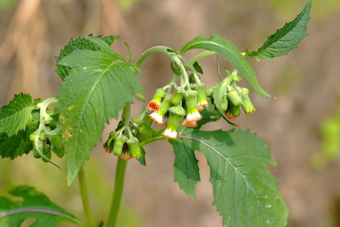주홍서나물 - Crassocephalum crepidioides