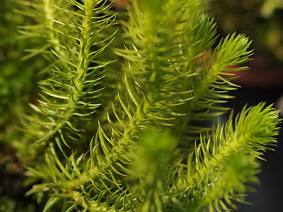 다람쥐꼬리 사진 - Lycopodium chinense H.Christ Photos