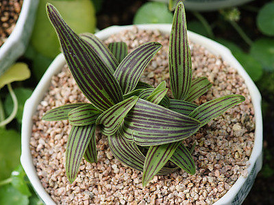 줄무릇 사진 - Ledebouria cooperi Photos