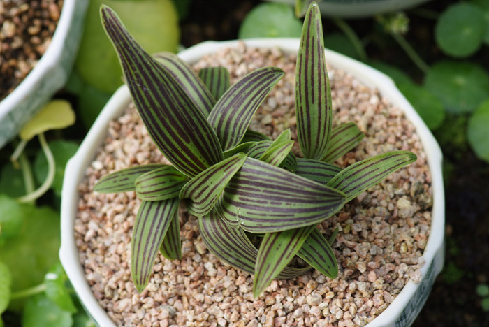 줄무릇 - Ledebouria cooperi
