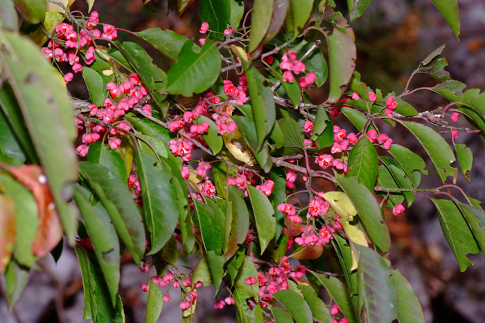 누리장나무 - Harlequin Glorybower, Clerodendrum trichotomum