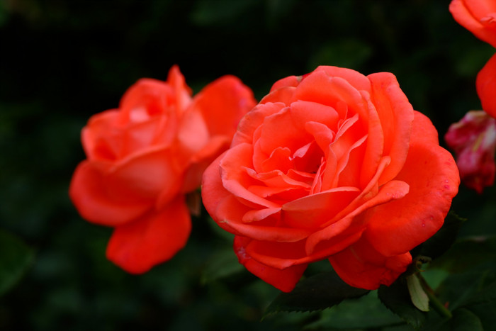 장미 - Rose, Rosa hybrida