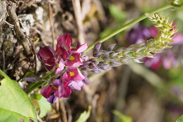 칡 - Pueraria lobata (Willd.) Ohwi