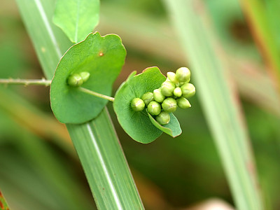 며느리배꼽 사진 - Persicaria perfoliata (L.) H.Gross Photos