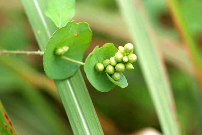 며느리배꼽 - Persicaria perfoliata (L.) H.Gross