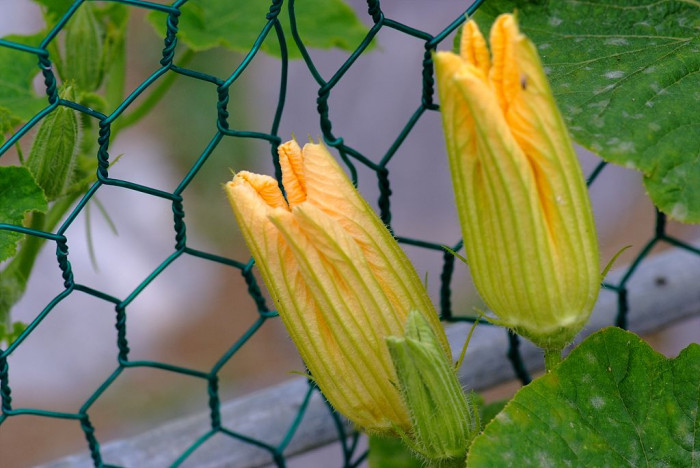 호박 - squash, Cucurbita moschata Duchesne