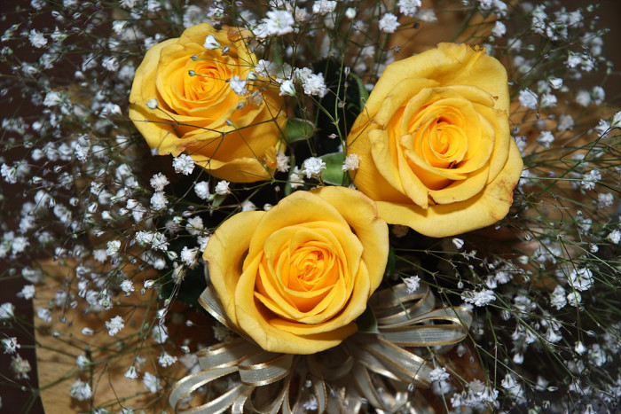 장미 - Rose, Rosa hybrida