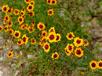 기생초 사진 - Coreopsis tinctoria Photos