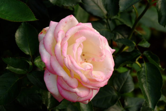 장미 - Rose, Rosa hybrida