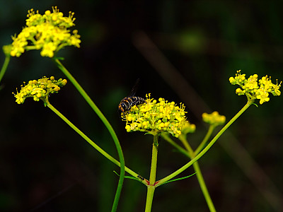 마타리 사진 - Patrinia scabiosaefolia Photos