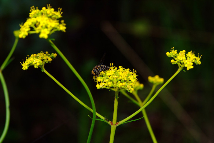 마타리 - Patrinia scabiosaefolia