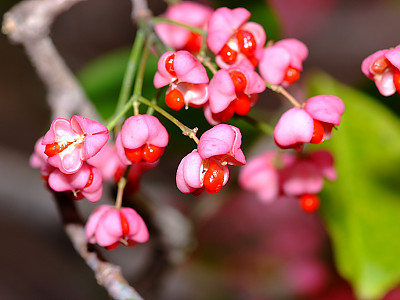 누리장나무 사진 - Clerodendrum trichotomum Photos