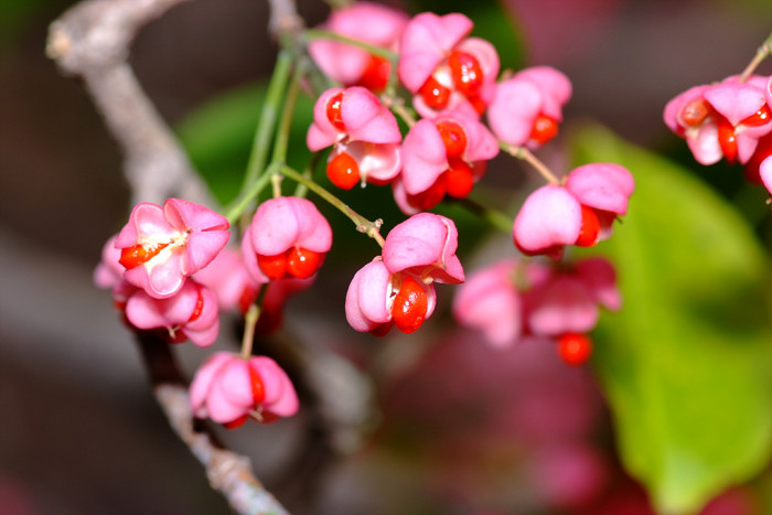 누리장나무 - Harlequin Glorybower, Clerodendrum trichotomum