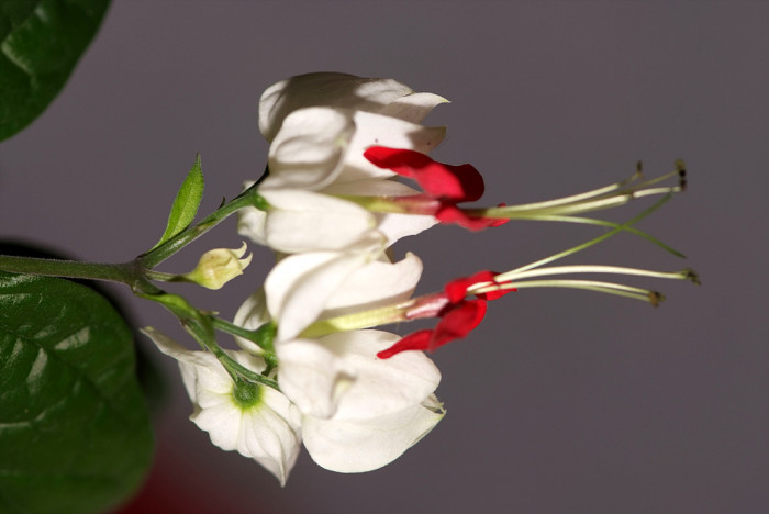 클레로덴드럼 톰소니에 - Bleeding-heart vine, Clerodendrum Thomsoniae