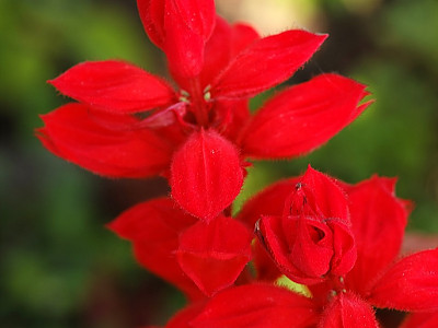 사루비아 사진 - Salvia splendens Ker. Photos