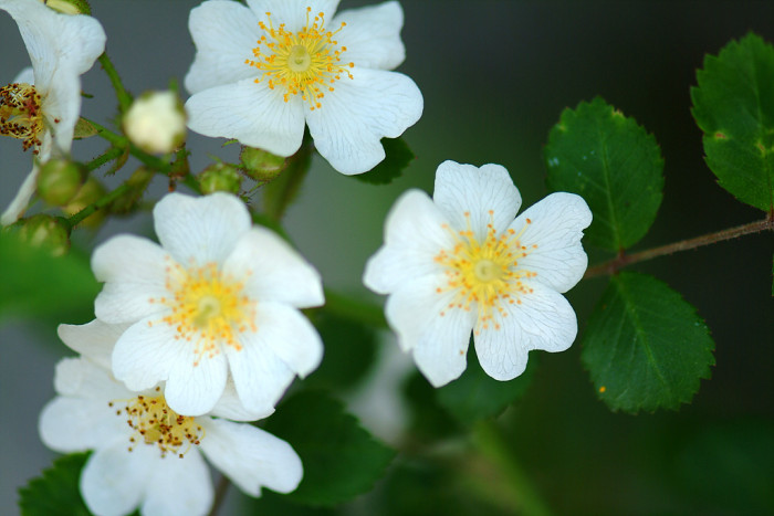 찔레꽃 - Rosa multiflora, Rosa multiflora Thunb. var. multiflora