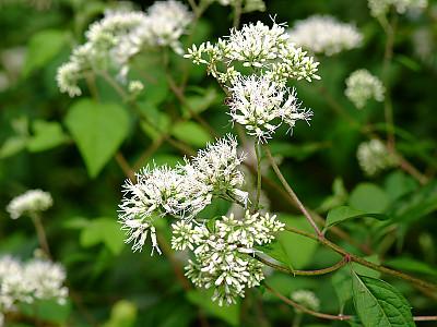등골나물 사진 - Eupatorium chinense var Photos