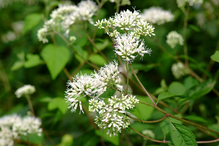 등골나물 - Eupatorium chinense var