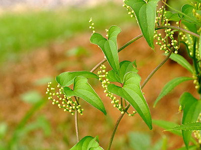 참마 사진 - Dioscorea japonica Thunb. Photos
