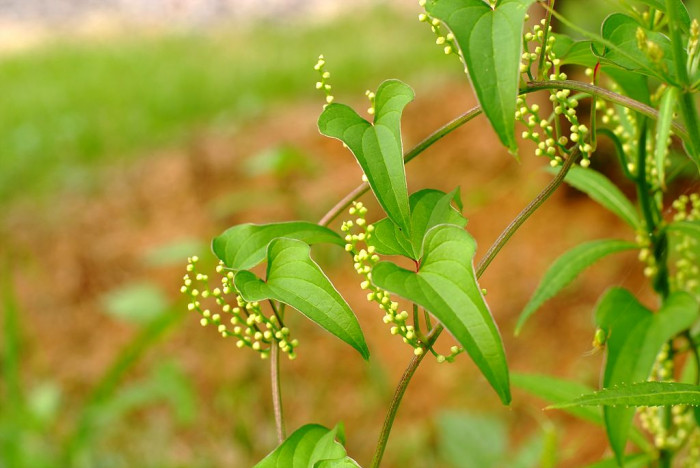 참마 - Dioscorea japonica Thunb.