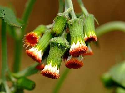 주홍서나물 사진 - Crassocephalum crepidioides Photos