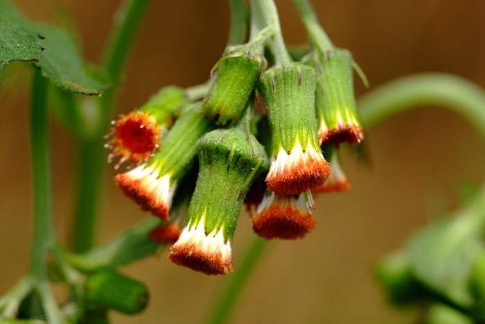 주홍서나물 - Crassocephalum crepidioides