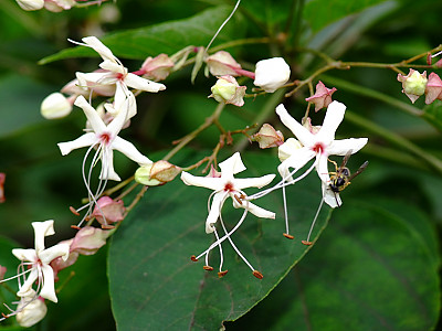 누리장나무 사진 - Clerodendrum trichotomum Photos