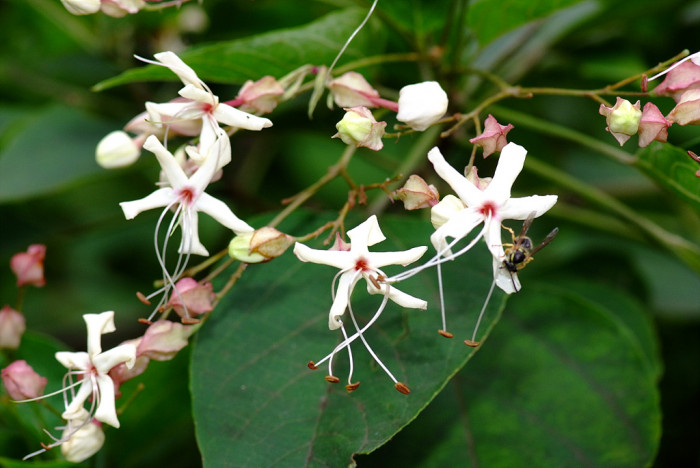 누리장나무 - Harlequin Glorybower, Clerodendrum trichotomum