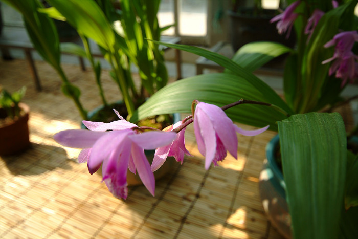 자란 - Bletilla striata (Thunb. ex Murray) Rchb.f.