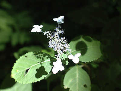 산수국