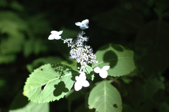 산수국 - Hydrangea serrata for. acuminata