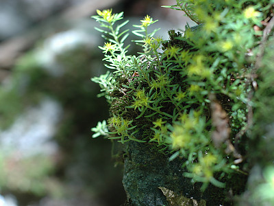 바위채송화 사진 - Sedum polytrichoides Hemsl. Photos
