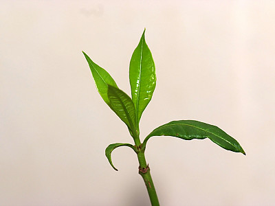 말바비스커스 사진 - Malvaviscus arboreus Cav. Photos